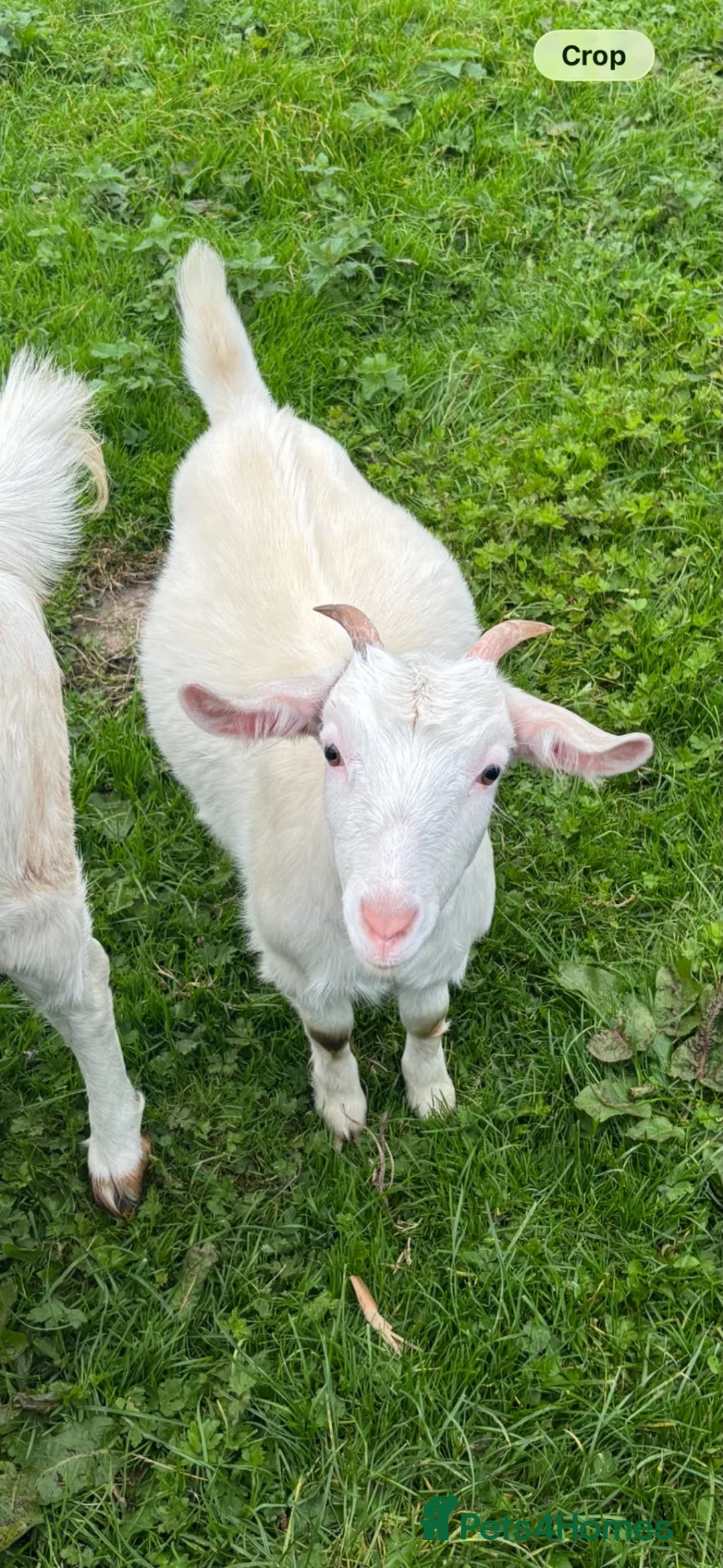 Goats livestock for sale: Trio of goats  - Advert 3