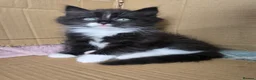 Ragdoll cats for sale: Cross ragdols - Advert 5