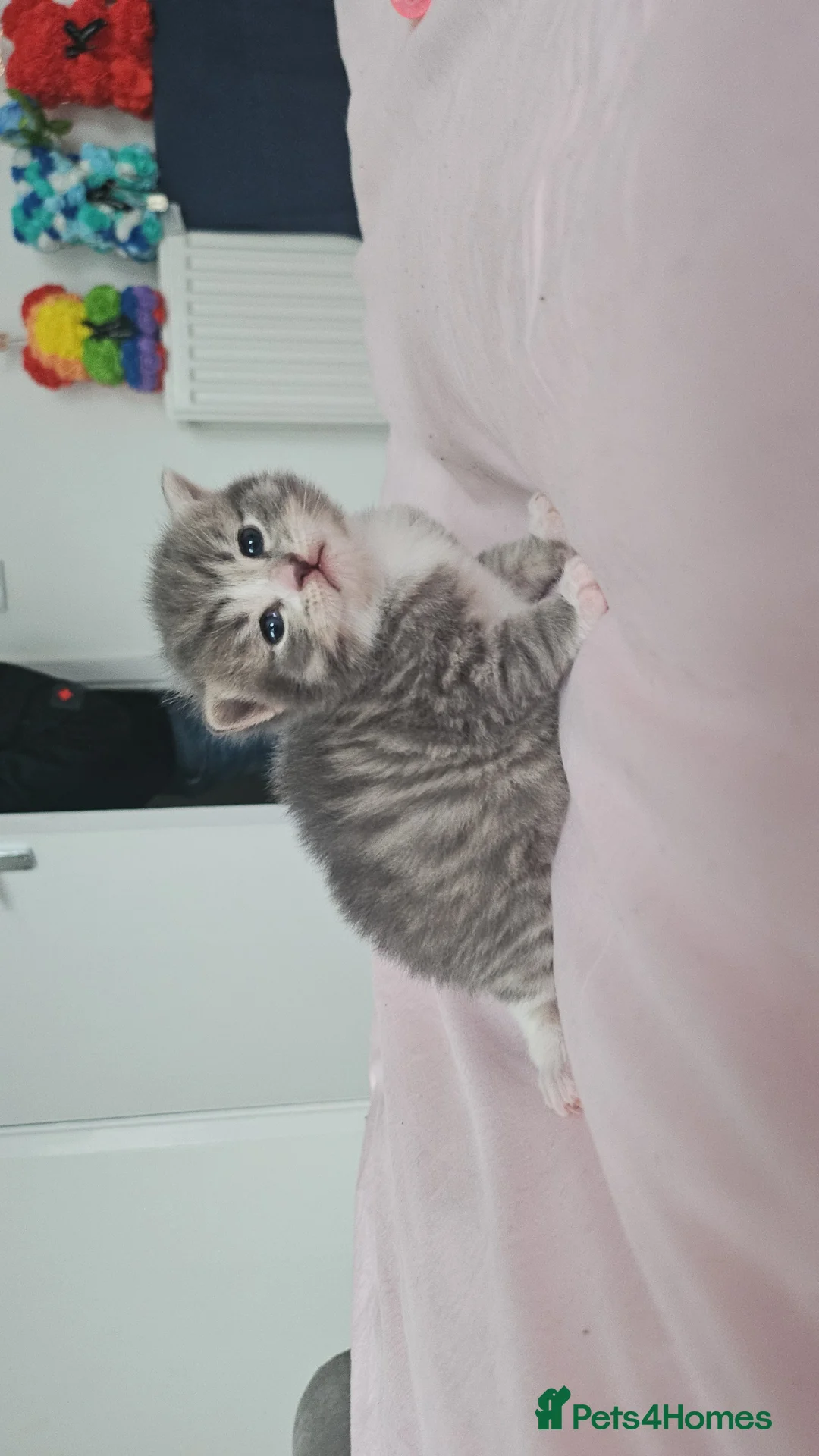 Mixed Breed cats for sale: 3 beautiful Kittens  in Milton Keynes - Advert 2