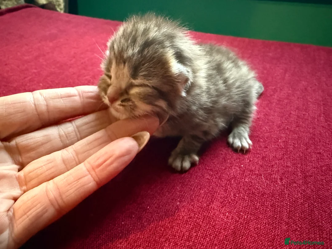 Norwegian Forest Cat cats for sale: 4 super loving fluffy kitties  - Advert 1