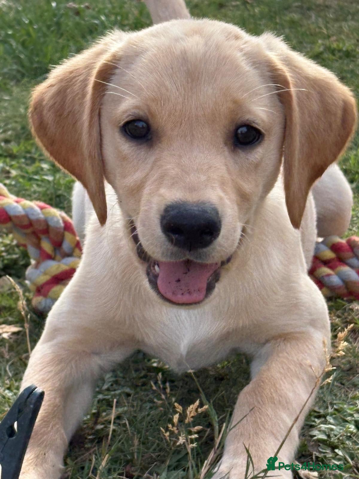 Labrador Retriever dogs Yellow lab puppy  - Advert 1