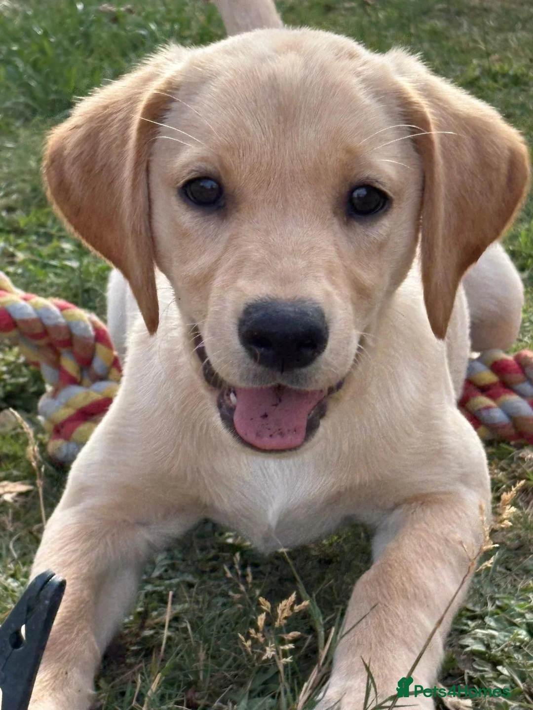Labrador Retriever dogs for sale: Yellow lab puppy  - Advert 1