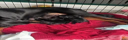 Dobermann dogs for sale: ABSOLUTELY STUNNING DOBERMAN PUPPIES FOR SALE in Boston - Advert 18