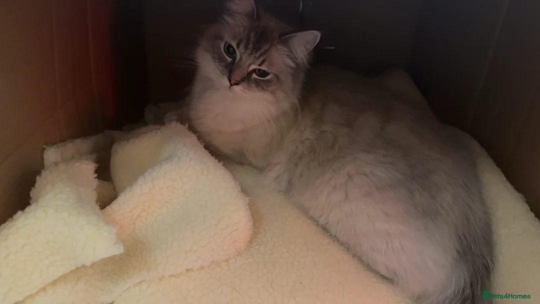 Ragdoll cats for sale: 2 Beautiful Male Ragdoll Kittens Ready to Reserve in Dudley - Advert 2