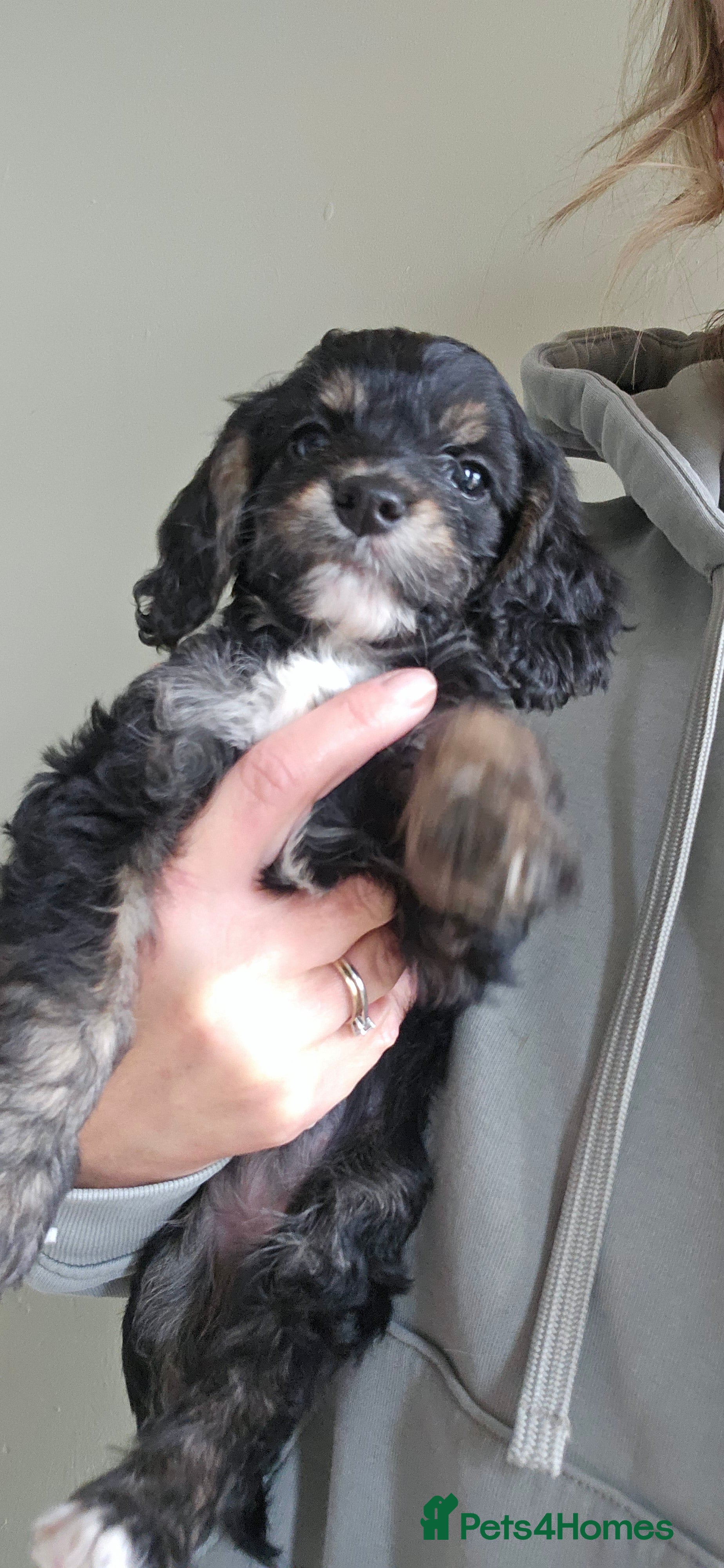 Cockapoo dogs Beautiful Litter of Stunning Cockerpoo Puppies - Advert 2