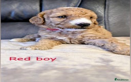 Labradoodle dogs for sale: Heal tested F1b miniature labradoodles - Image 4