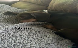Miniature Dachshund dogs for sale: Beautiful Dachshund X - Image 17