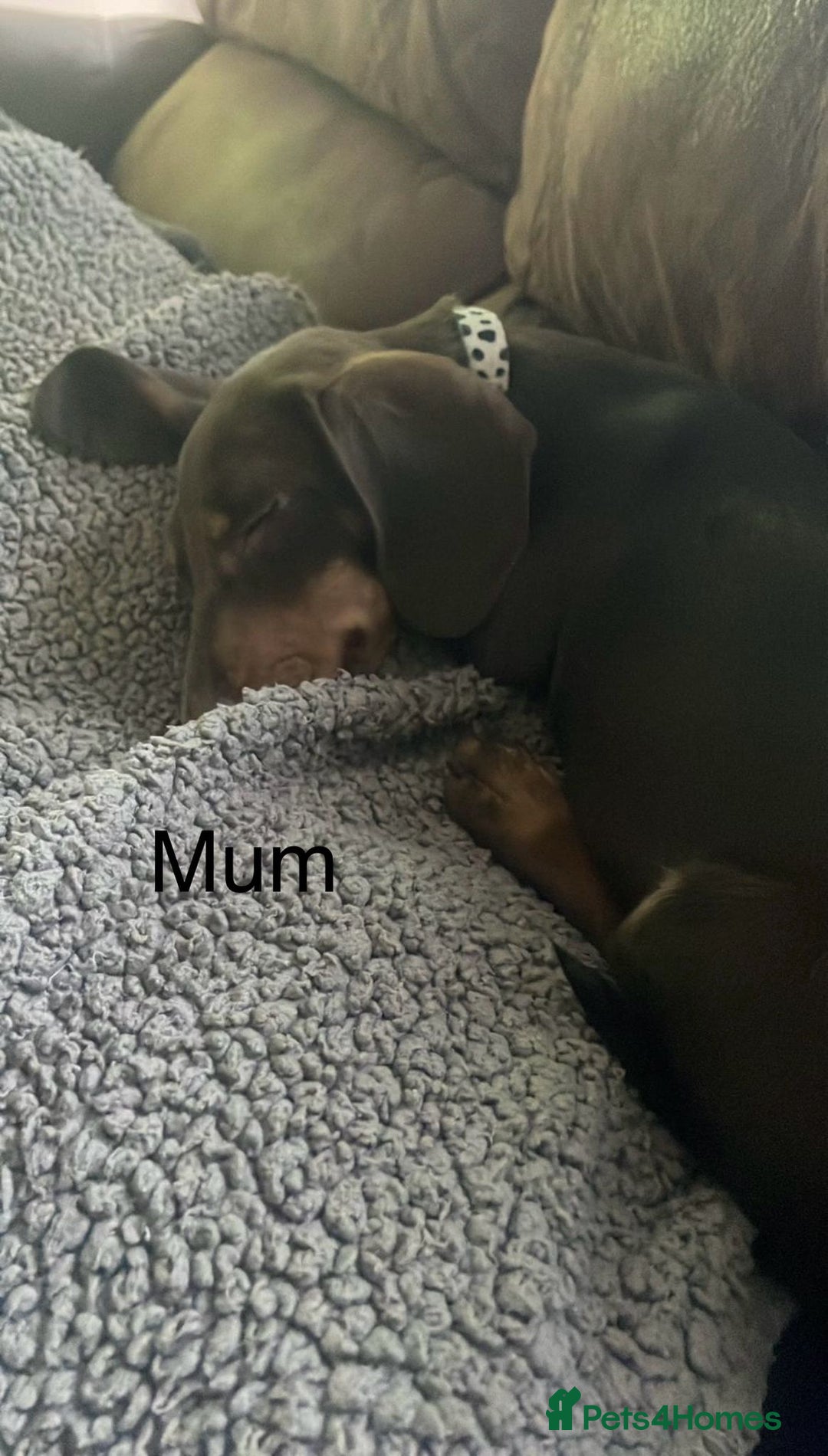 Miniature Dachshund dogs for sale: Beautiful Dachshund X - Image 17