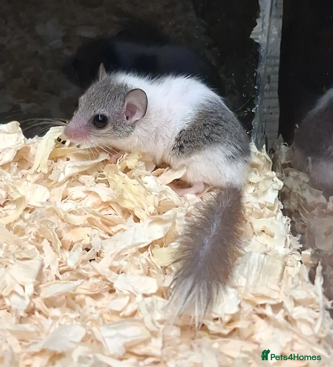 Mouse rodents for sale: African Pygmy Pied Door Mice  - Advert 2