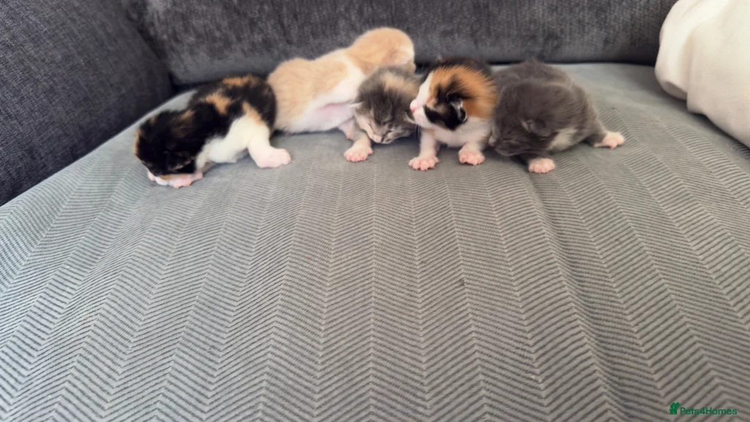 British Shorthair cats for sale: American curly ear Max - Advert 2