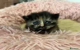 Ragdoll cats for sale: Beautiful ragdoll kittens - Image 3