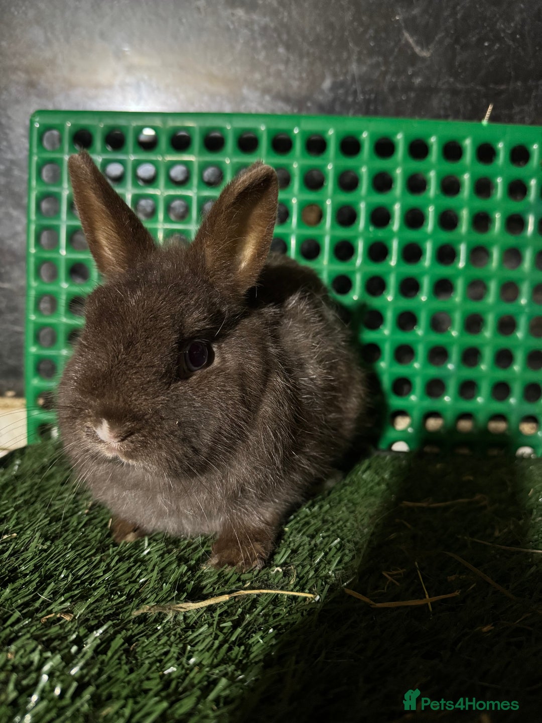 Netherland Dwarf rabbits for sale: Pure breed Netherlands dwarf  - Advert 4