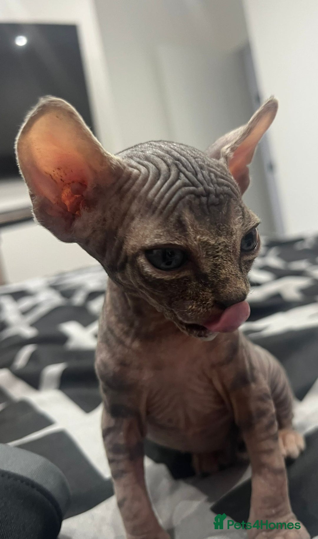 Sphynx cats for sale: Tabby sphynx boy  - Image 6