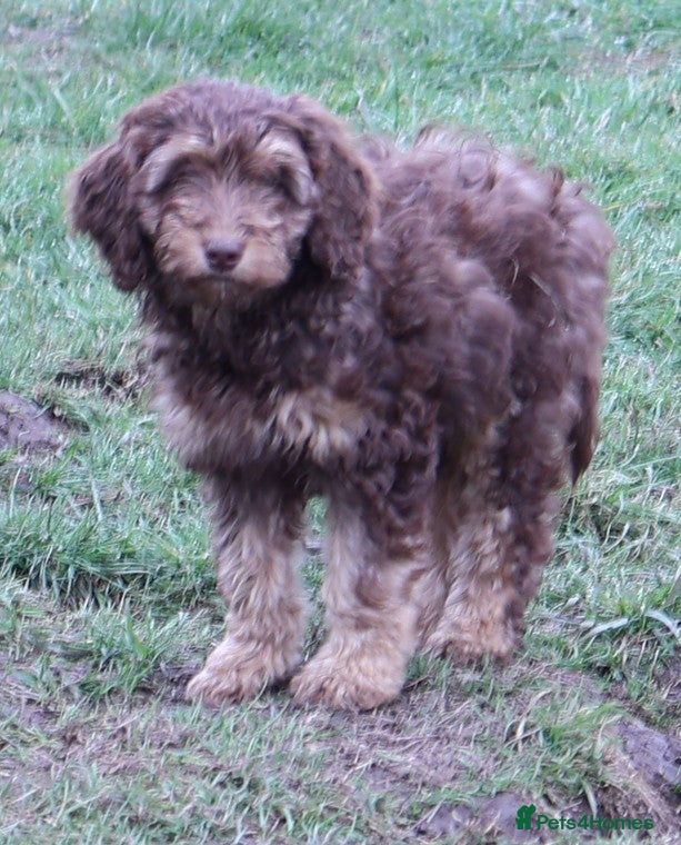 Labradoodle dogs 🐾🌈 Unique PhantomParti & Tuxedo Part trained🐾🌈 - Advert 7
