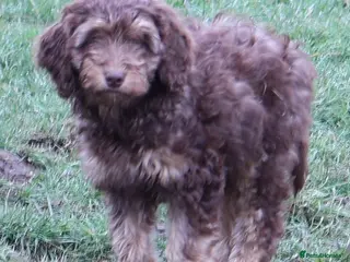 Labradoodle dogs 🐾🌈 Unique PhantomParti & Tuxedo Part trained🐾🌈 - Advert 7