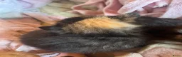 Domestic Shorthair cats for sale: Beautiful kittens looking for 5 star forever homes - Advert 7
