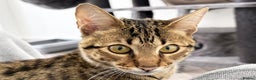 Savannah cats for sale: Three beautiful F5 SBT Savannah sisters - Advert 7