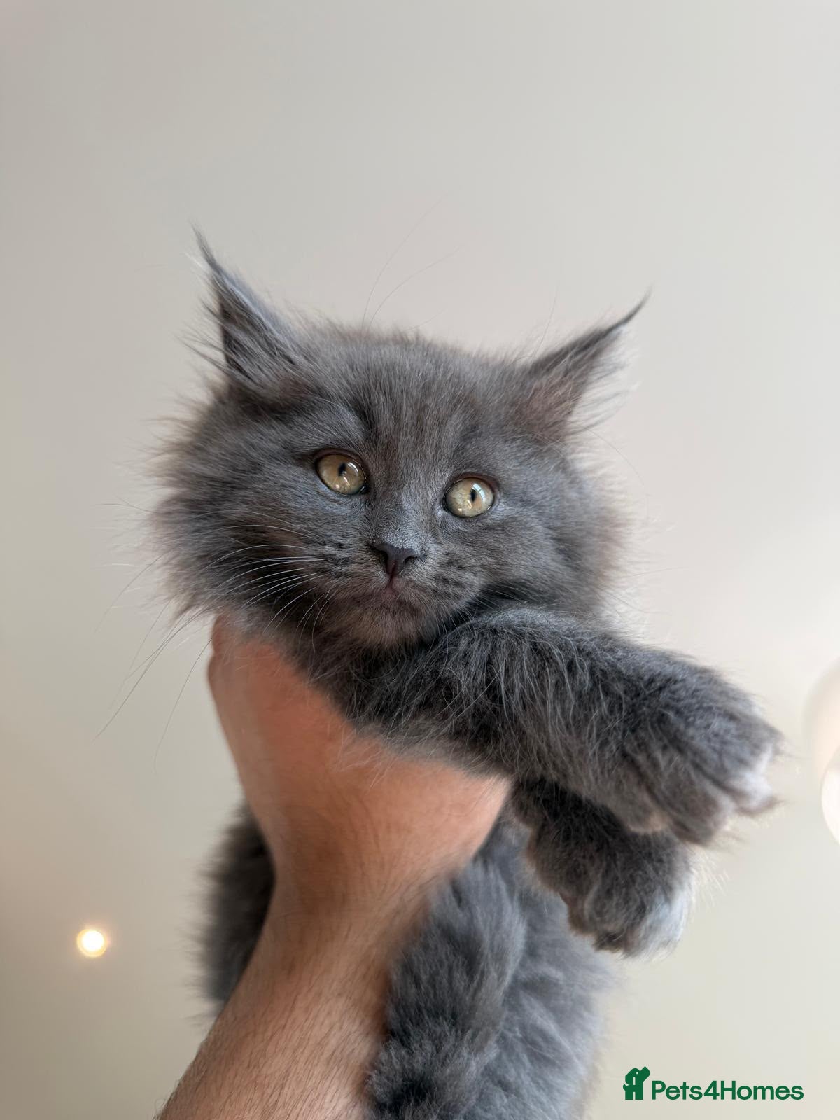 British Shorthair cats British & Scottish Fold straight - Advert 1