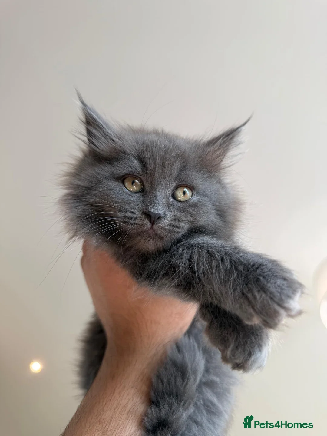 British Shorthair cats for sale: British & Scottish Fold straight - Advert 1