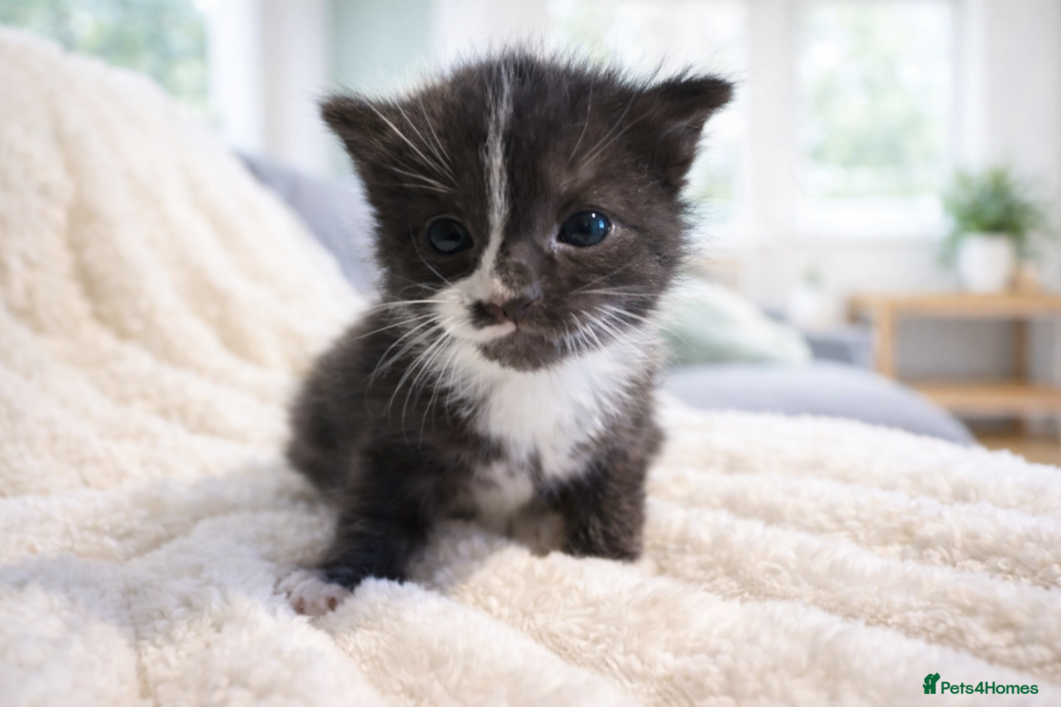 Mixed Breed cats 🐾*1 LEFT* Adorable Kittens, for Loving Homes 🐾 - Advert 5