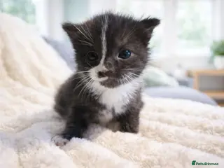 Mixed Breed cats 🐾*1 LEFT* Adorable Kittens, for Loving Homes 🐾 - Advert 5