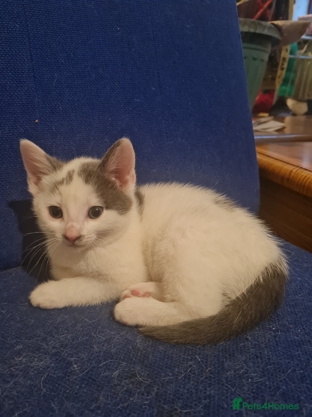 Mixed Breed cats for sale: Babygirl - Advert 2