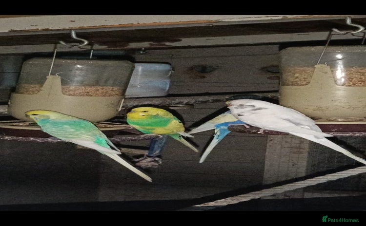 Budgerigars birds - Advert 3