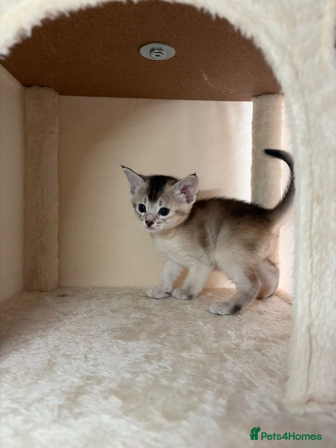 Abyssinian cats for sale: GCCF - Silver Abyssinian kittens - Home raised - Advert 5
