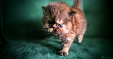 Persian cats - Advert 3