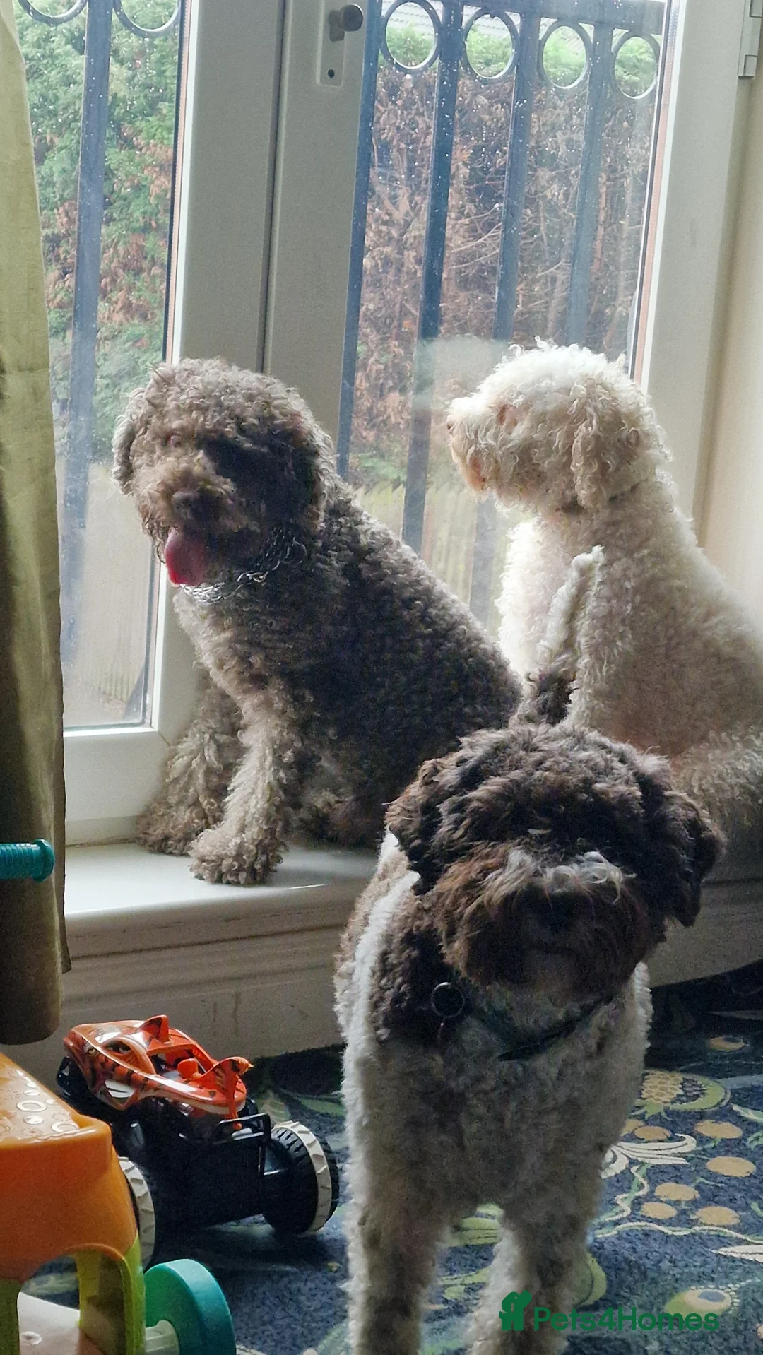 Lagotto Romagnolo dogs for sale: LAGOTTO ROMAGNOLO – EXPECTED KC REGISTERED LITTER - Advert 3