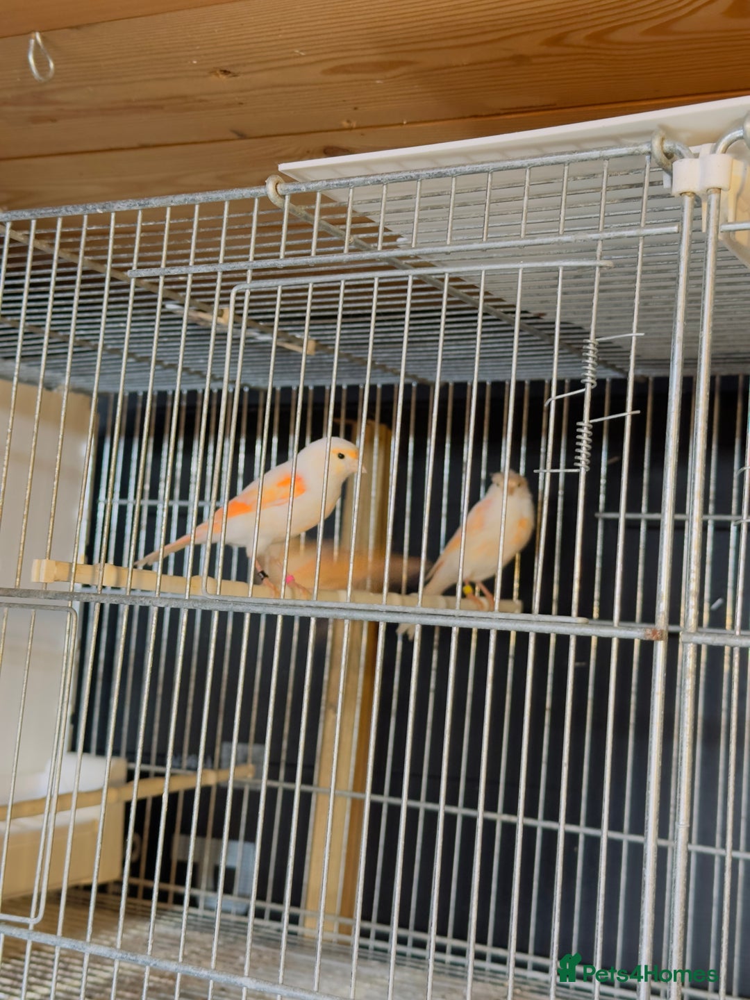 Canaries birds for sale: Portuguese Harlequin canaries. - Image 4