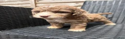 Cockapoo dogs for sale: Merle cockapoo puppies - Advert 4