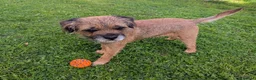 Border Terrier dogs for stud: Handsome Teddy Bear - Advert 4