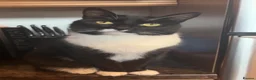 Domestic Shorthair cats for sale: Beautiful Nula looking for her forever home in Rotherham - Advert 5