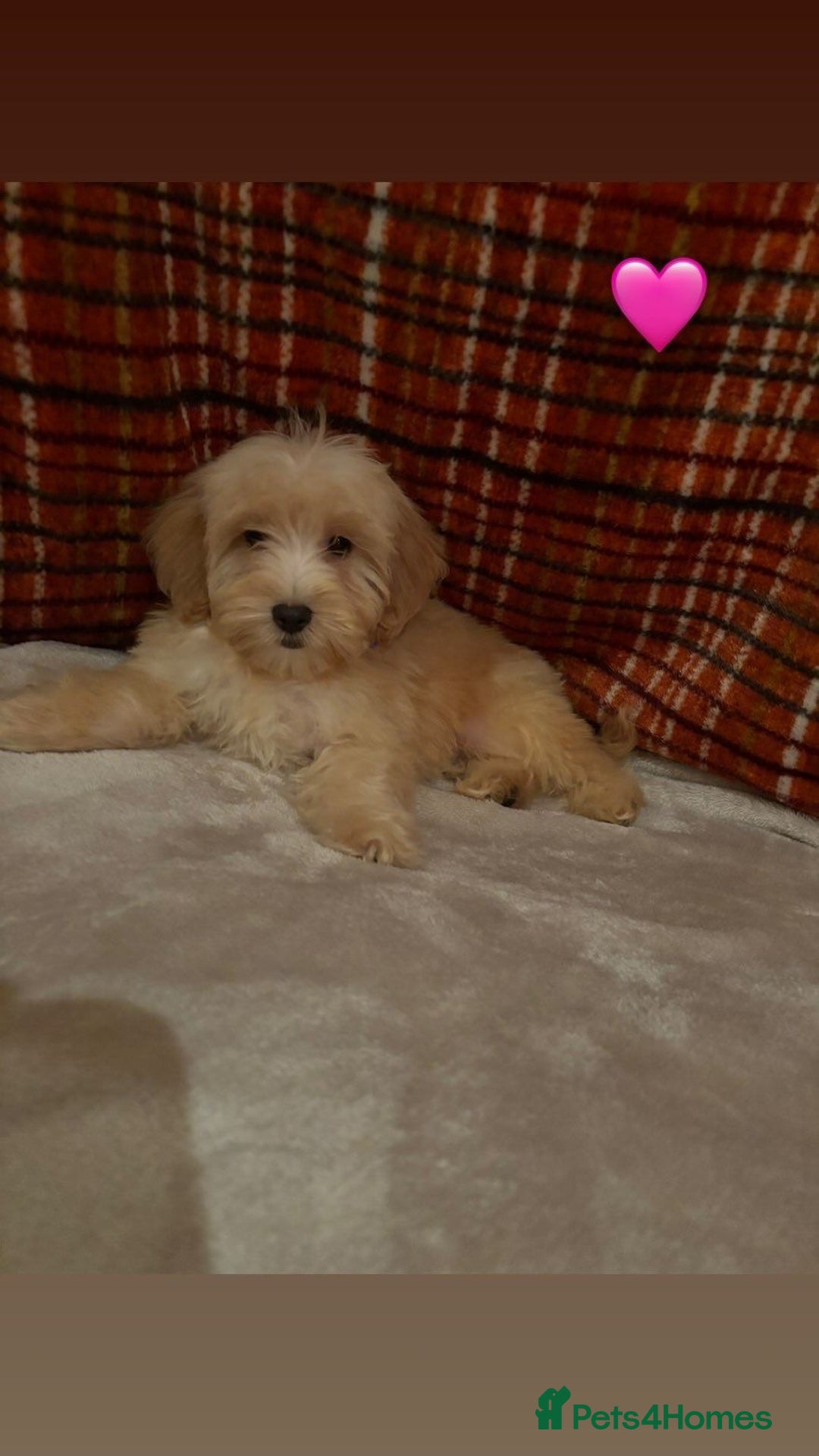 Cockapoo dogs for sale: Cockapoos 5 beautiful puppies  - Advert 3