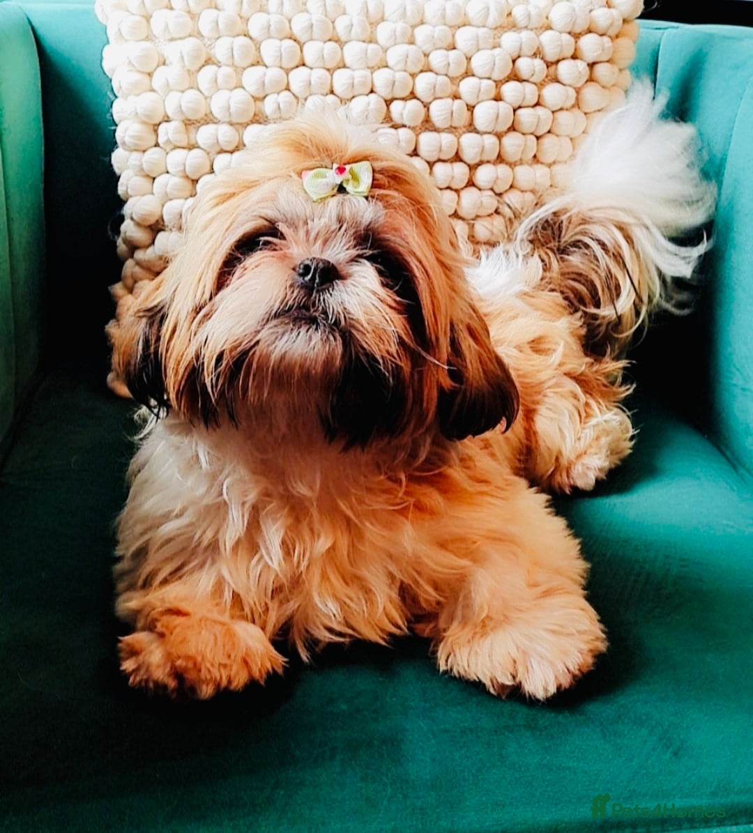 Shih Tzu dogs for sale: Shih tzu puppies - Image 11