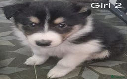 Mixed Breed dogs for sale: Beautiful three quarter Rough collie puppies  - Image 3