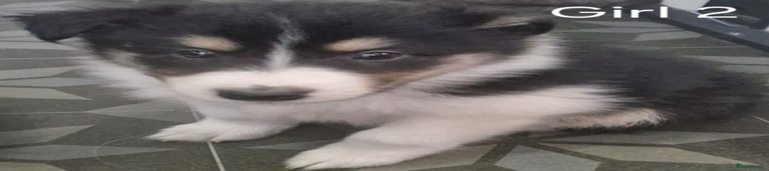 Mixed Breed Puppy 7