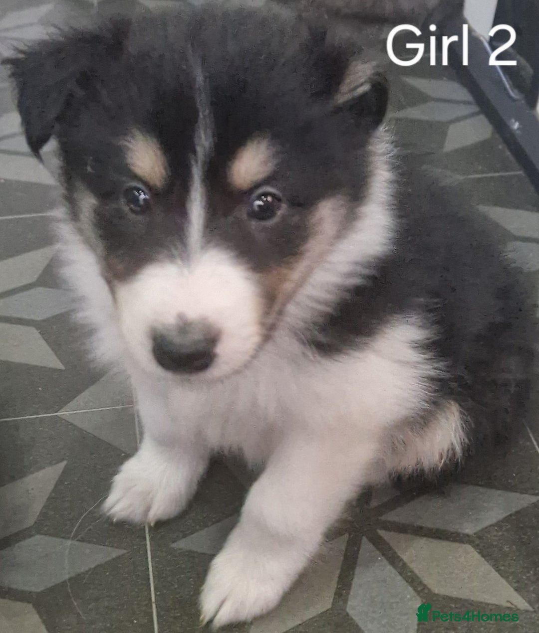 Mixed Breed dogs for sale: Beautiful three quarter Rough collie puppies  - Image 3