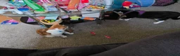 Mixed Breed cats for sale: Cute kittens! Beautiful litter! Home checks!  - Advert 8