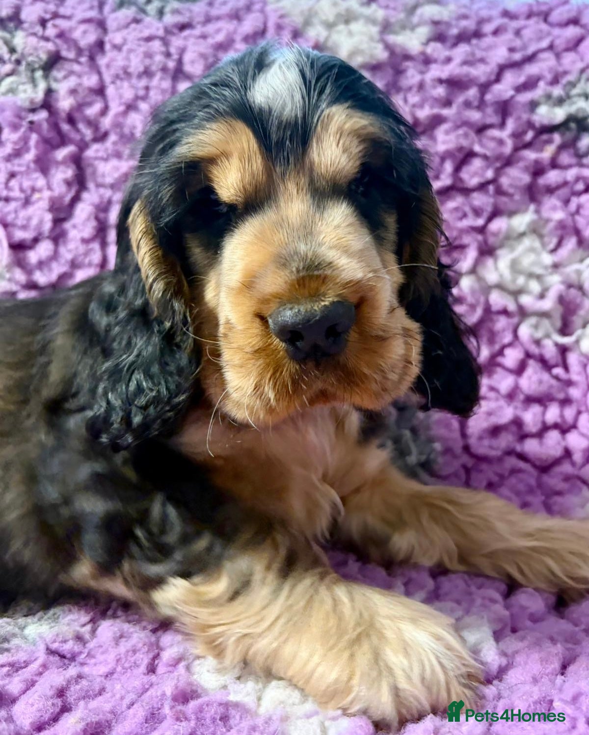 Cocker Spaniel dogs Champion Bloodlines KC Reg Show Cocker Spaniel Boy - Advert 3