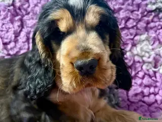 Cocker Spaniel dogs Champion Bloodlines KC Reg Show Cocker Spaniel Boy - Advert 5