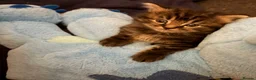 Mixed Breed cats for sale: 3 beautiful kittens  - Advert 6