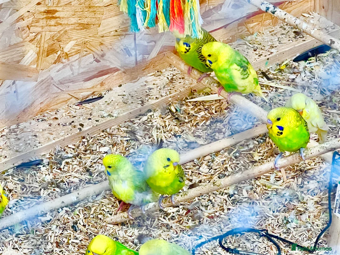 Budgerigars birds for sale: Mix variety of Stunning Young Budgies  - Advert 5