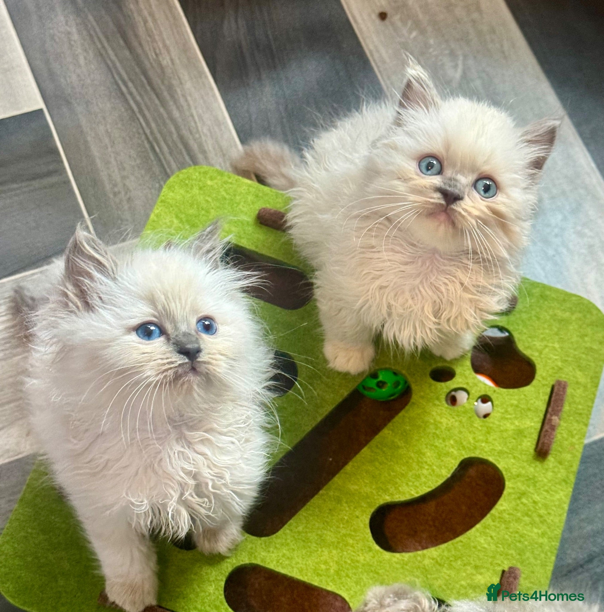Ragdoll cats Lilac Chocolate full pedigree - Advert 1