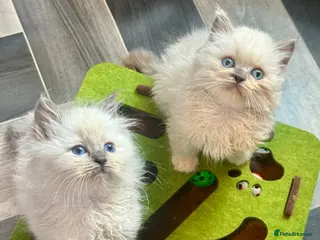 Ragdoll cats Lilac Chocolate full pedigree - Advert 1