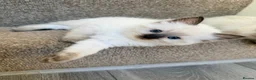 Ragdoll cats for sale: Ragdoll  in Peterborough - Advert 9