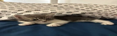 American Shorthair Kitten 