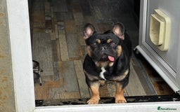 French Bulldog dogs for sale: Kylo needs a new home  - Image 1