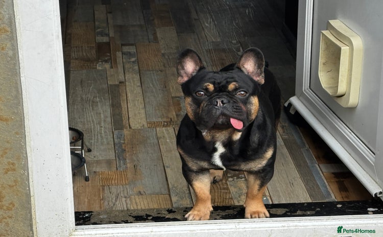 French Bulldog dogs - Advert 2